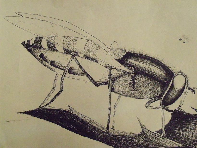 Ilustraciones 1