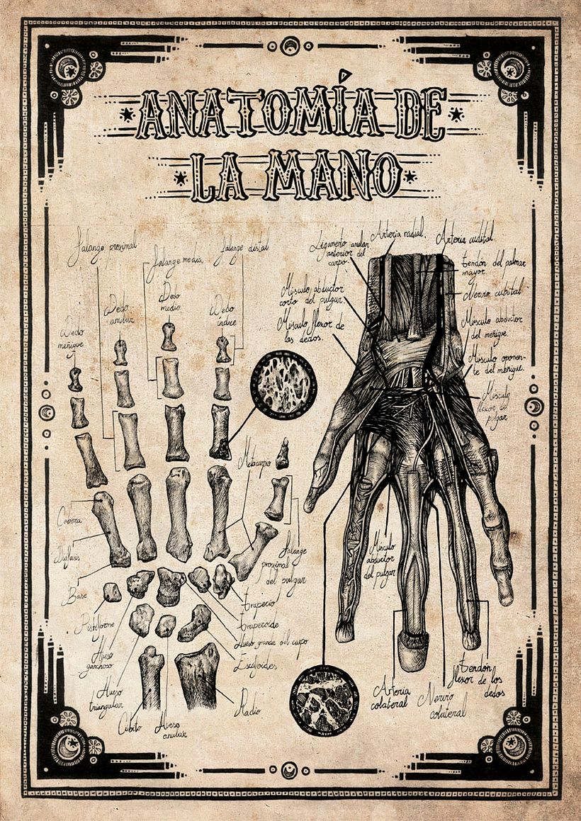 Ilustración científica 2 1