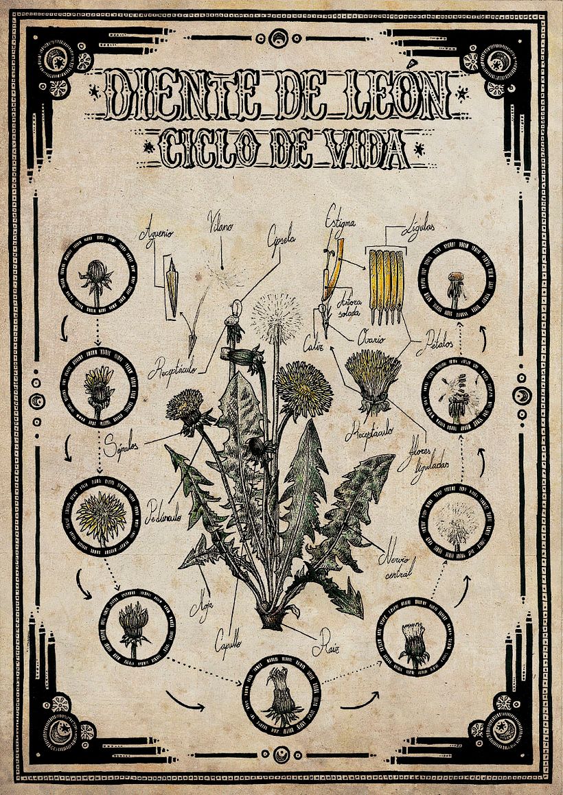 Ilustración científica 2 2