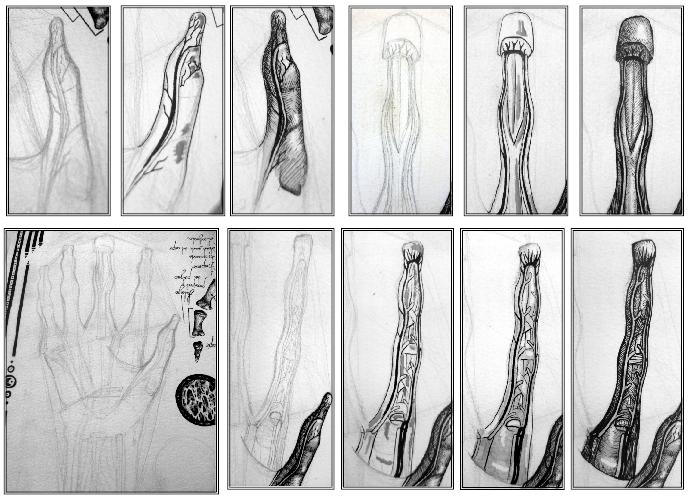 Ilustración científica 2 4