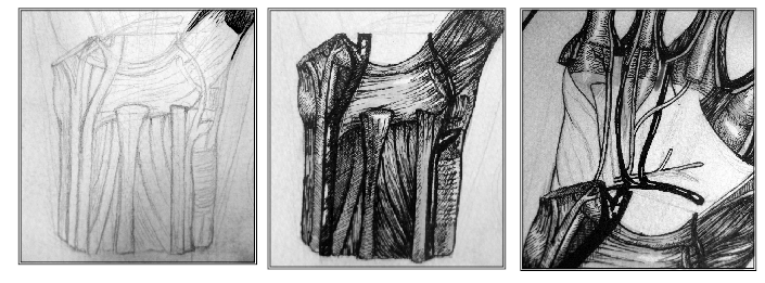 Ilustración científica 2 5