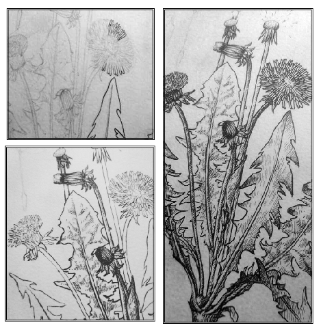 Ilustración científica 2 7