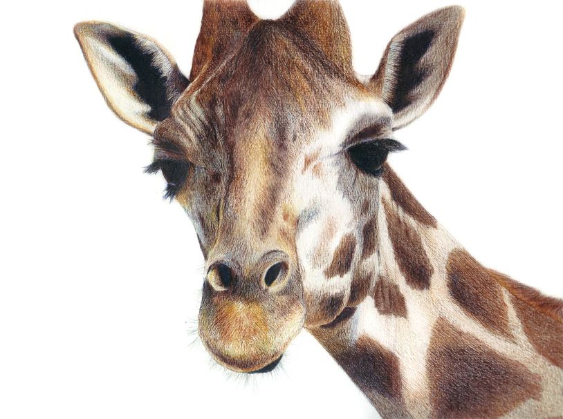 Animales (Lápiz color) 1