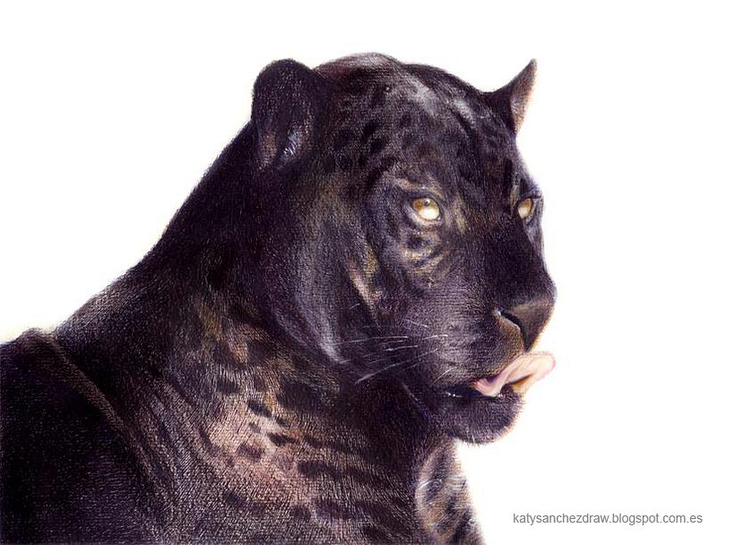 Animales (Lápiz color) 2