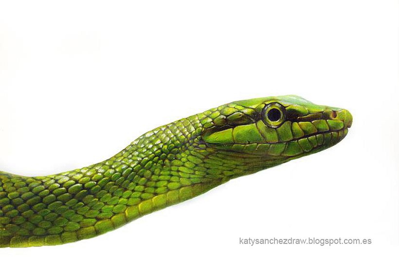 Animales (Lápiz color) 0