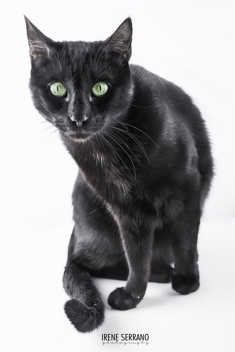 FOTOGRAFÍA DE MASCOTAS. Cats ^_^ 0