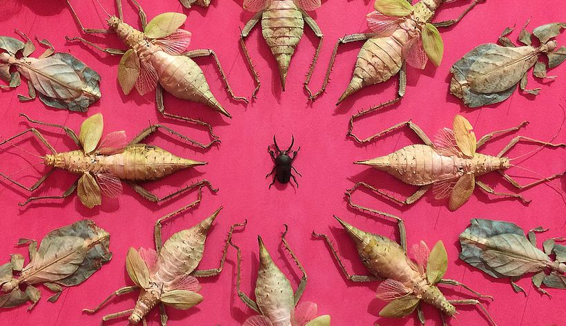 Jennifer Angus y sus murales de 6 patas  1