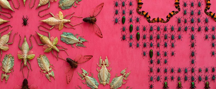 Jennifer Angus y sus murales de 6 patas  9