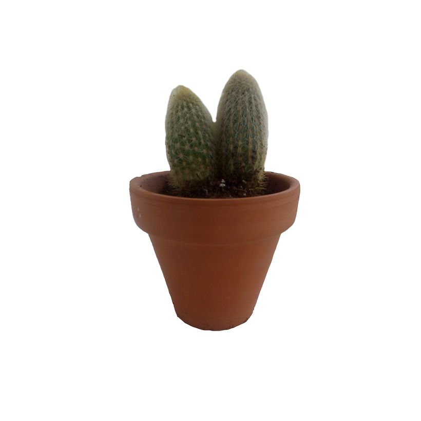 Assigments for "Fundamentals of Graphic Design". 8