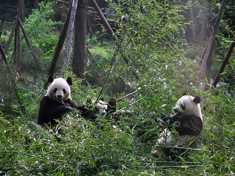 Chengdu // 成都 // 2012 2