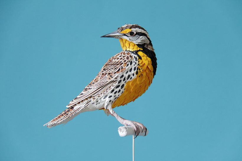 Escultura en papel de Diana Beltrán Herrera 4