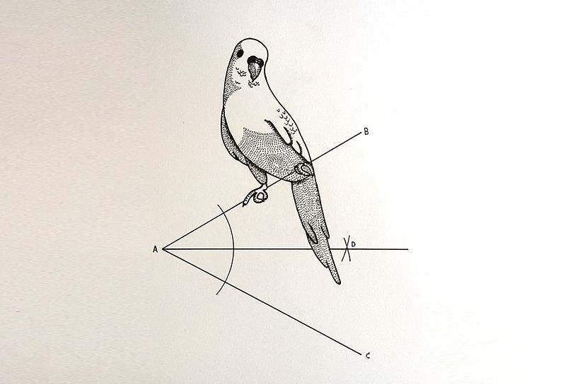 Animaltematicas ilustradas 0