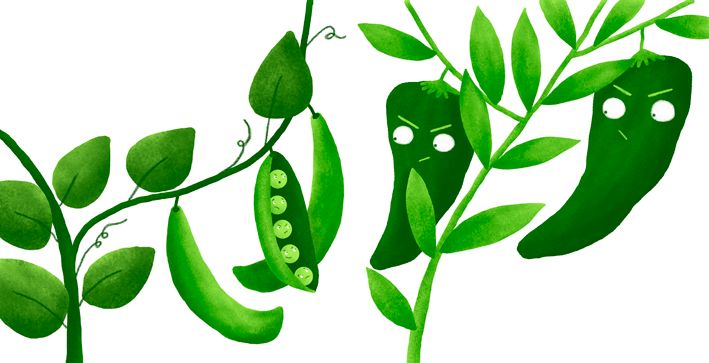 El secreto del huerto de Lino 4