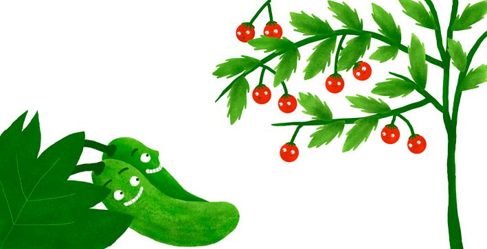 El secreto del huerto de Lino 2