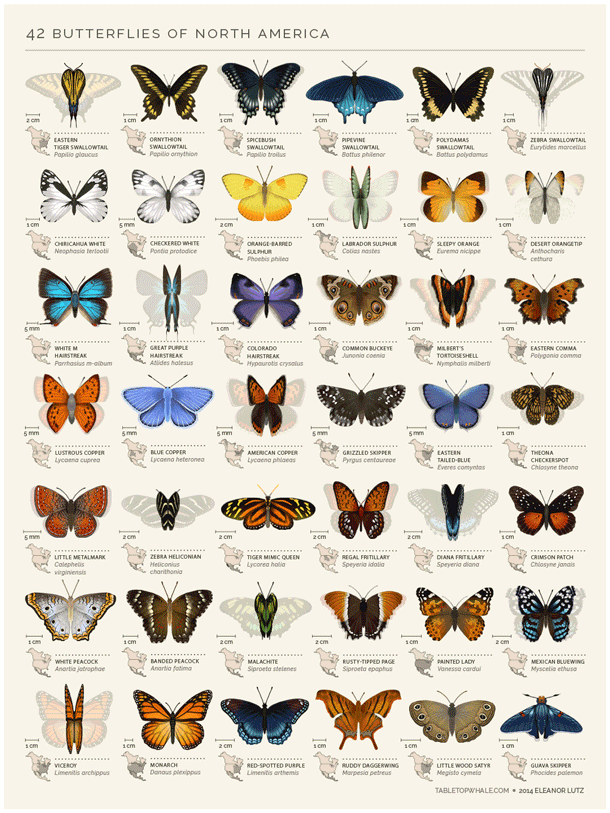 Infografía científica de la mano de Eleanor Lutz 5
