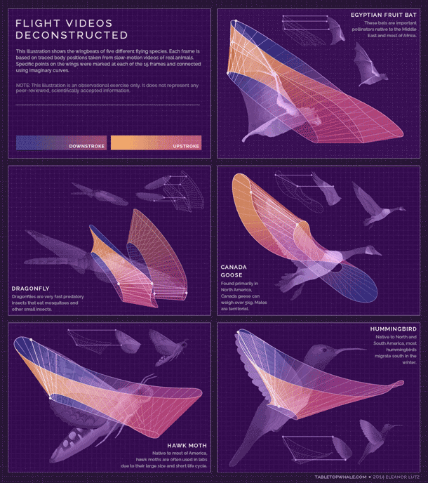 Infografía científica de la mano de Eleanor Lutz 6