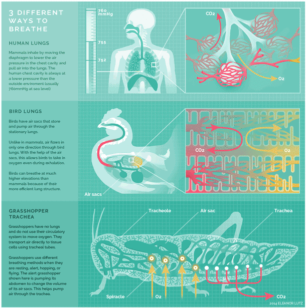 Infografía científica de la mano de Eleanor Lutz 7