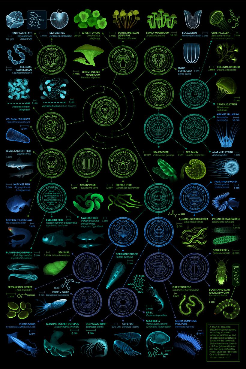 Infografía científica de la mano de Eleanor Lutz 1