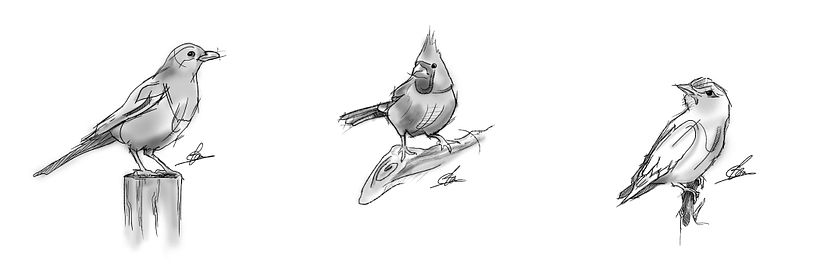 Ilustración - Pájaros -1