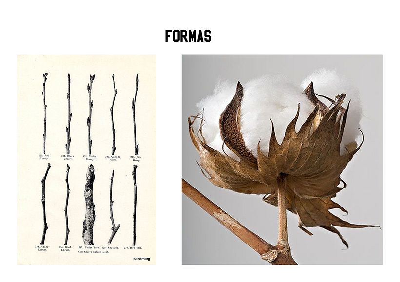 PROYECTO DE MODA SOSTENIBLE - SUAVE DEHISCENCIA -  5