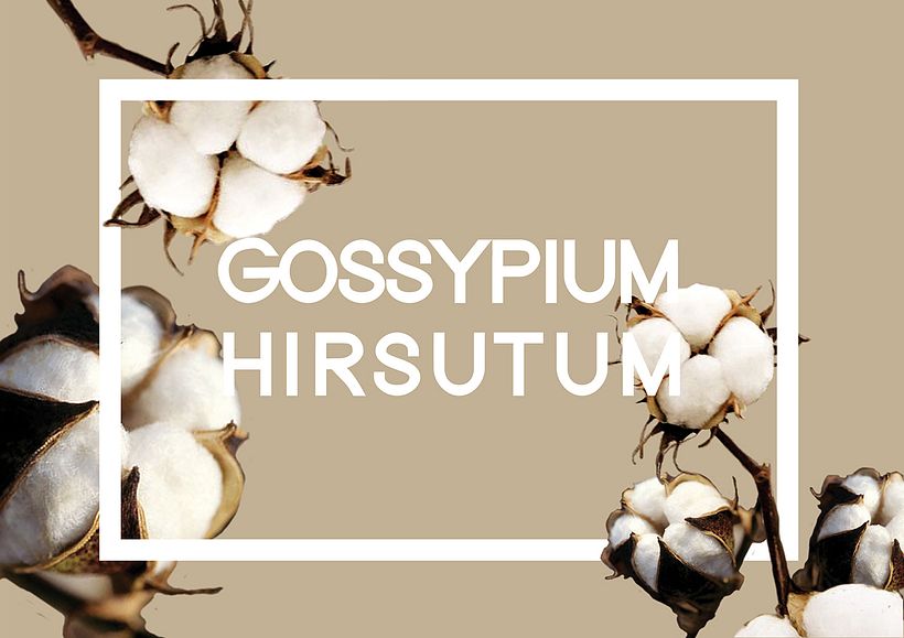 PROYECTO DE MODA SOSTENIBLE - SUAVE DEHISCENCIA -  0