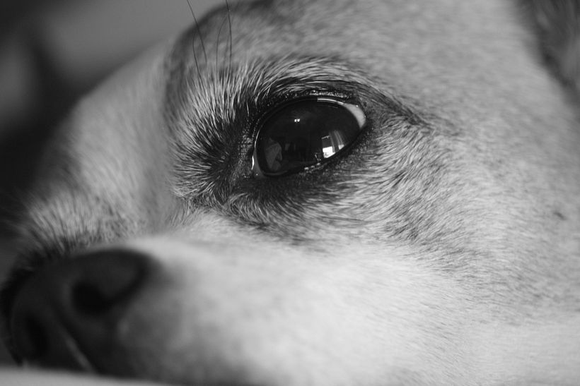 Animals 4