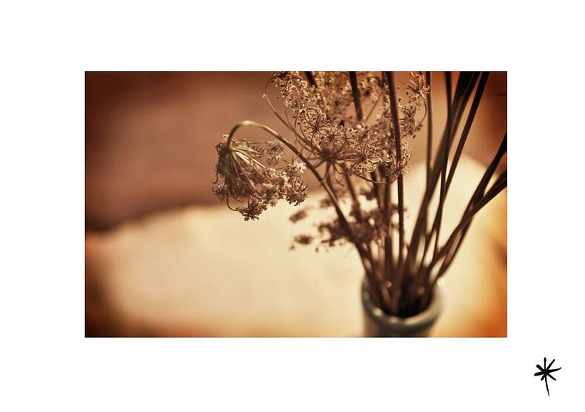 Proyecto personal_Efímera Belleza* 10