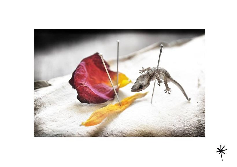 Proyecto personal_Efímera Belleza* 11