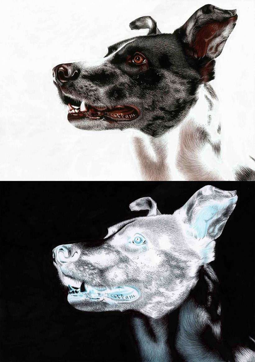Inverted Drawings (Indómito) 2016 1