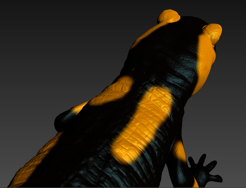Salamandra 1