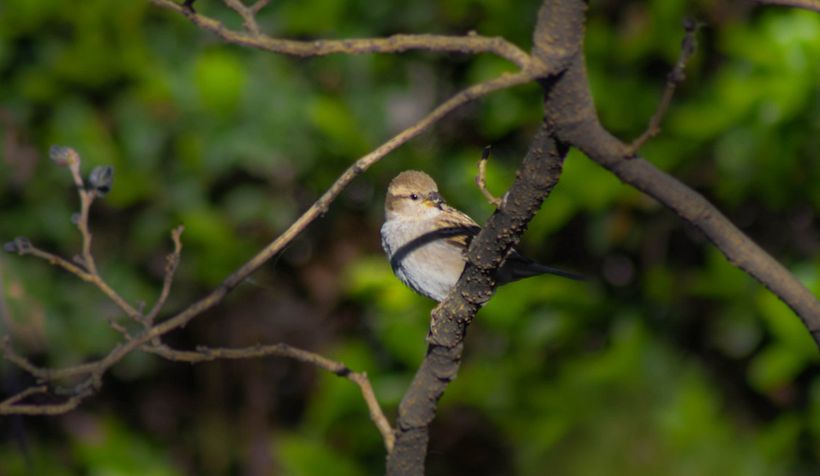 "Popurrí" de bienvenida 5