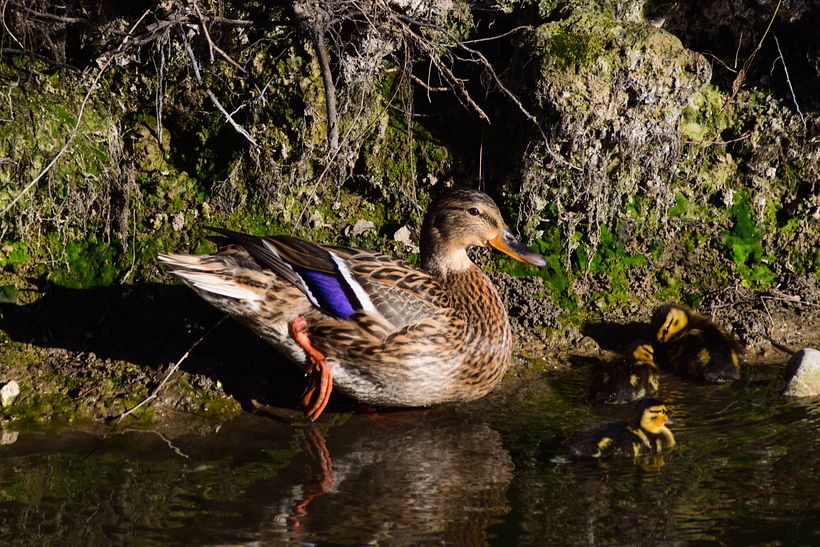 "Popurrí" de bienvenida 7