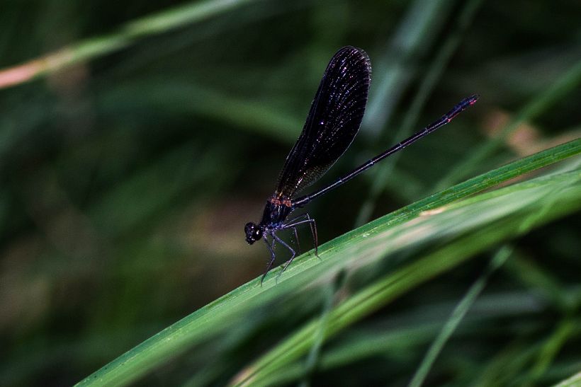 "Popurrí" de bienvenida 8