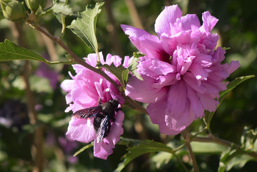 "Popurrí" de bienvenida 9