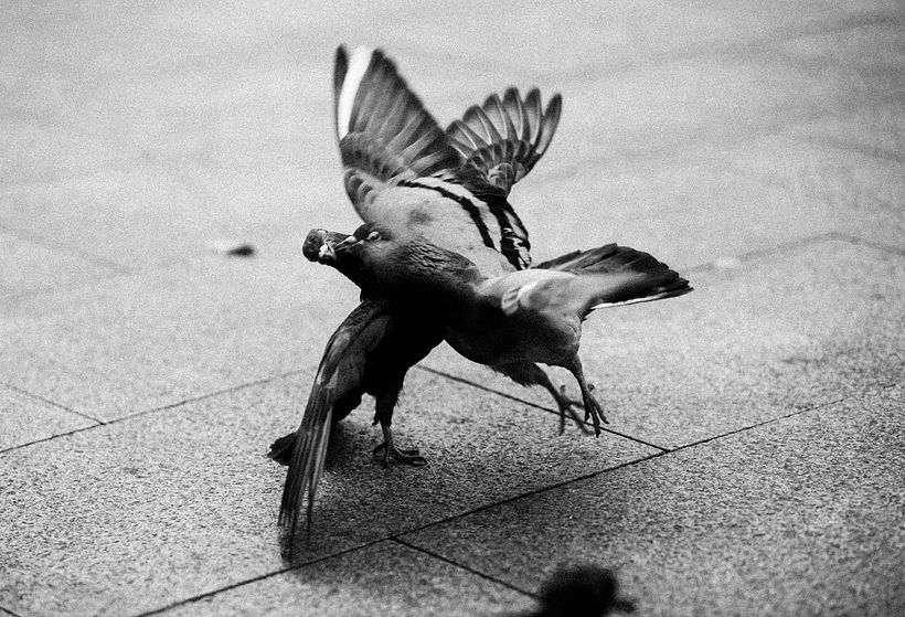 Palomas 1