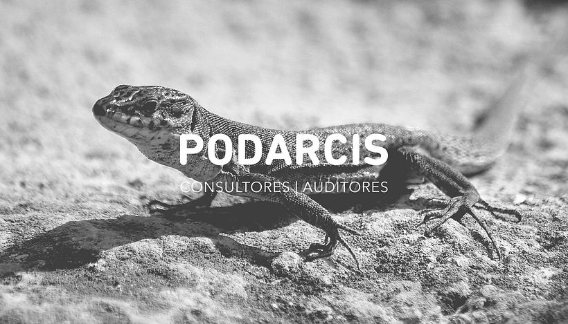 Podarcis 0