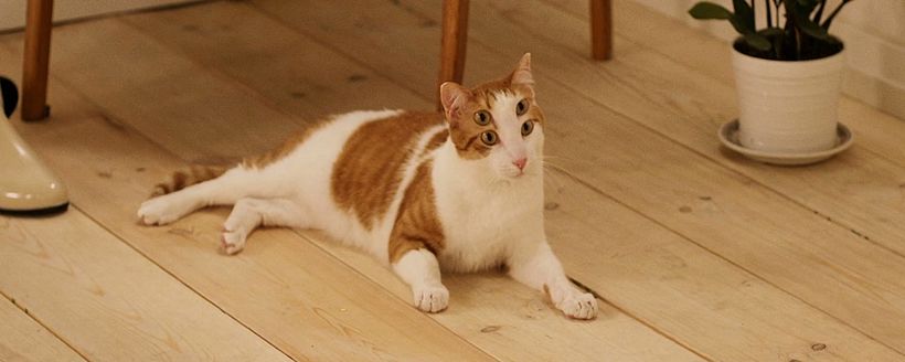 Fantasia videoclip  1