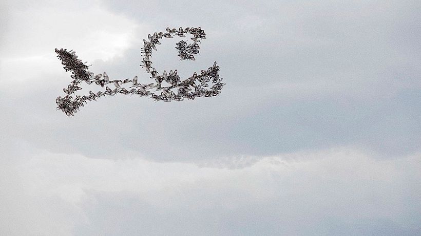 'Ornitografías': un estudio fotográfico poético-científico 6