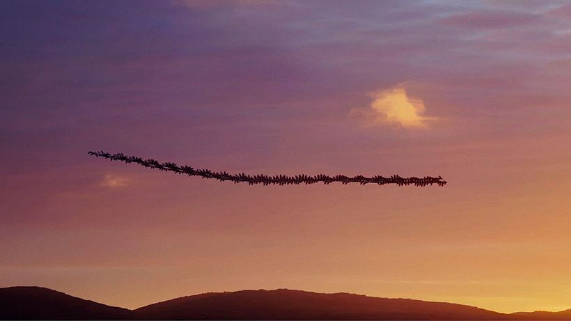 'Ornitografías': un estudio fotográfico poético-científico 14