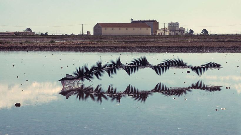 'Ornitografías': un estudio fotográfico poético-científico 16