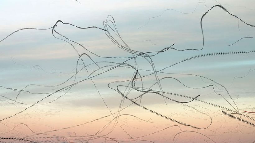 'Ornitografías': un estudio fotográfico poético-científico 19