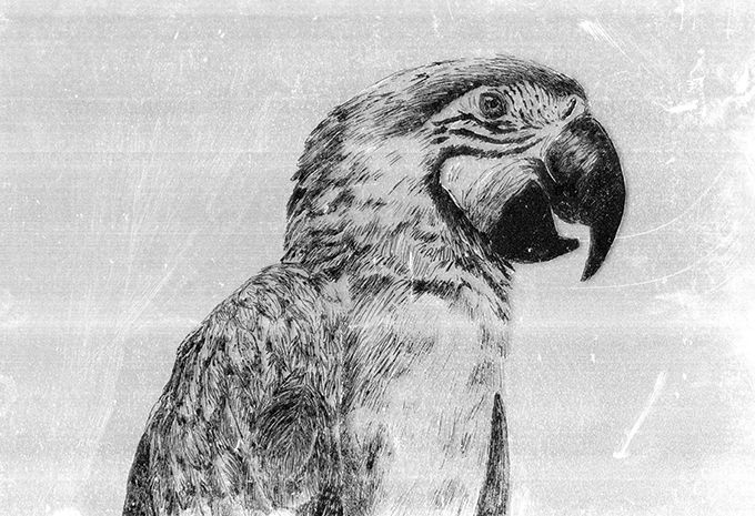 ANIMALS INK 1
