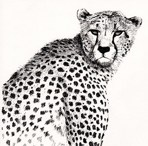 ANIMALS INK 0