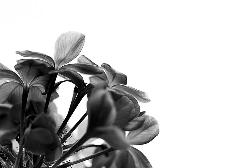 PHOTOGRAPHY BLACK AND WHITE 3