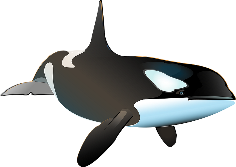 Killer Whale Inphography  4