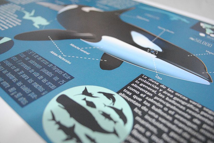 Killer Whale Inphography  1