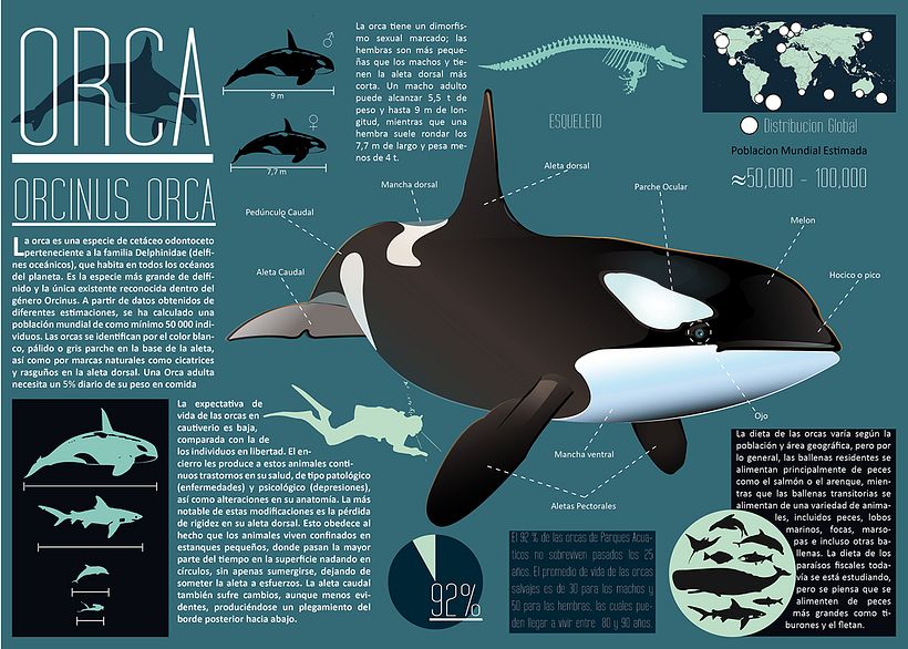 Killer Whale Inphography  0