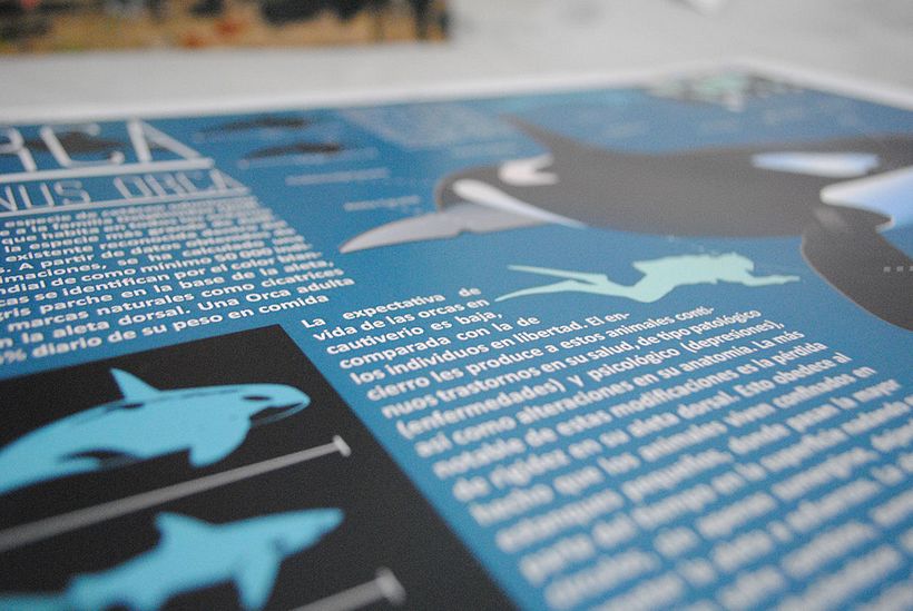 Killer Whale Inphography  3