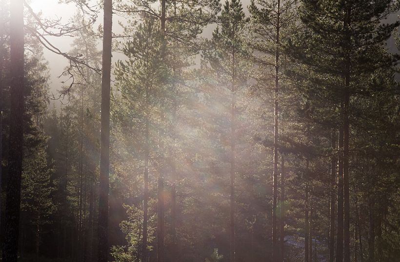Bosque 3