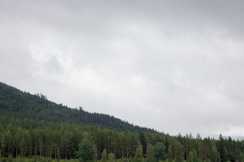 Bosque 1